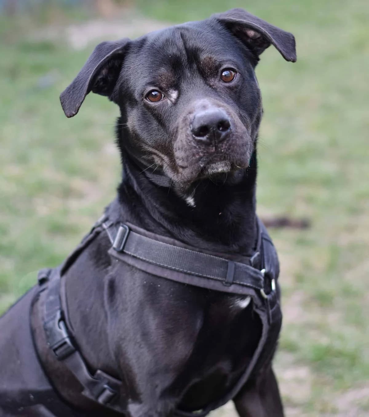 Basilikum, male Rottweiler for adoption at TierQuarTier Wien, Vienna