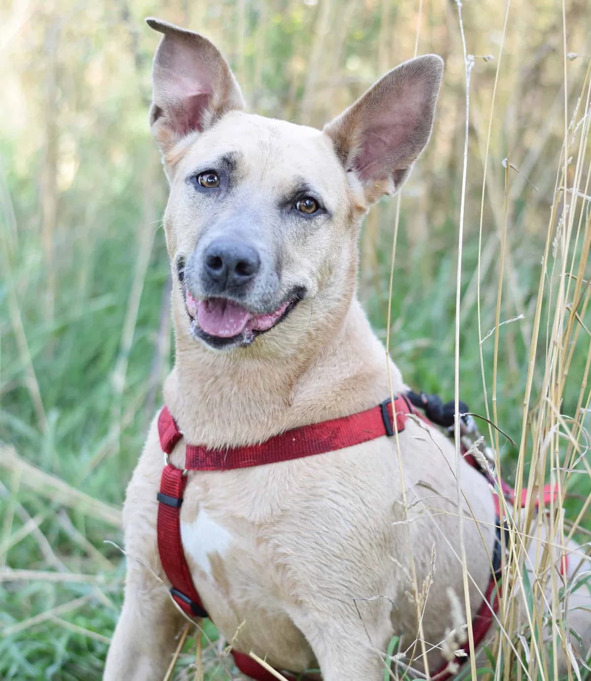 Bella, female Pit Bull Terrier for adoption at TierQuarTier Wien, Vienna