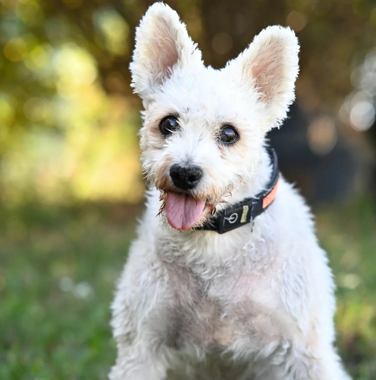 Bellissa, female Mixed Breed for adoption at TierQuarTier Wien, Vienna