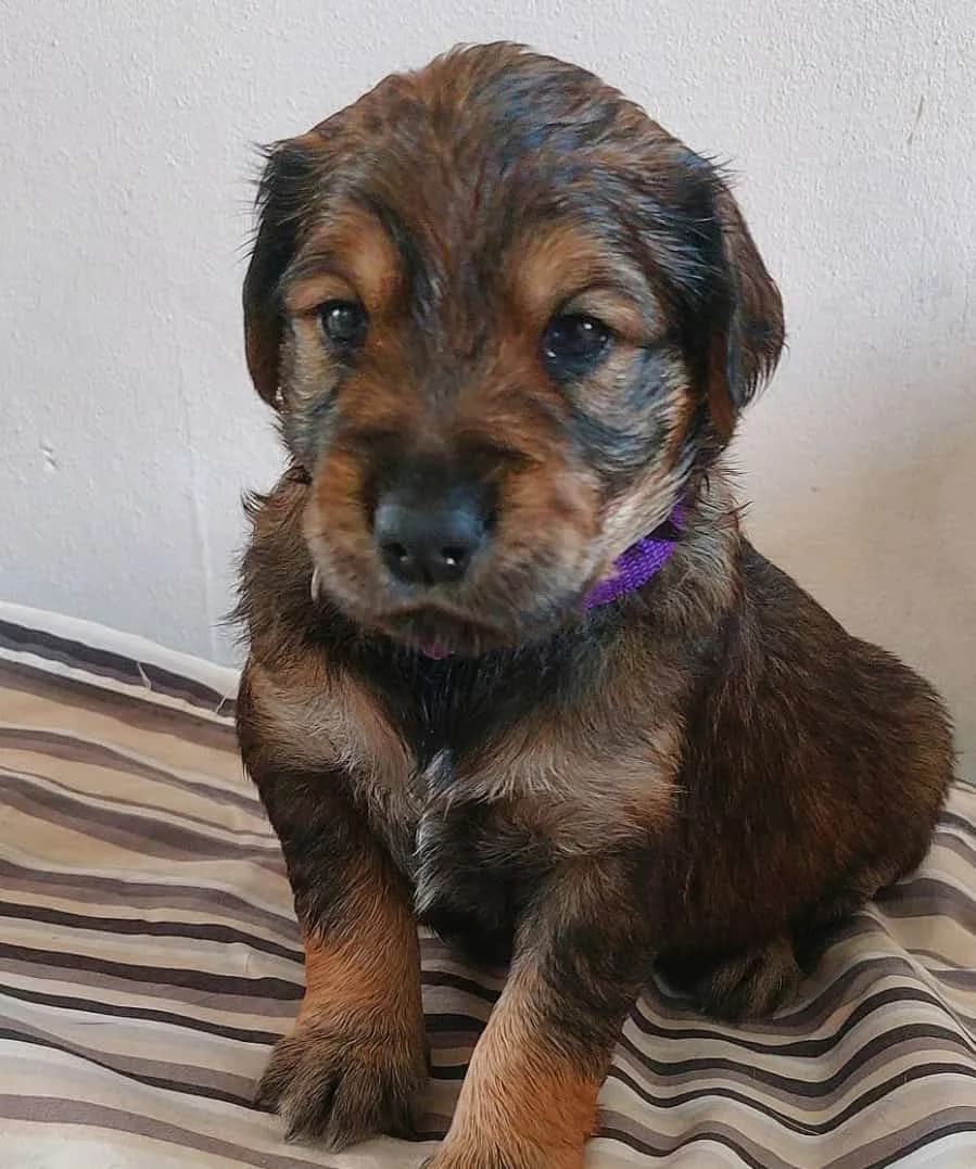 Bellys Welpen, female Golden Retriever for adoption at TierQuarTier Wien, Vienna