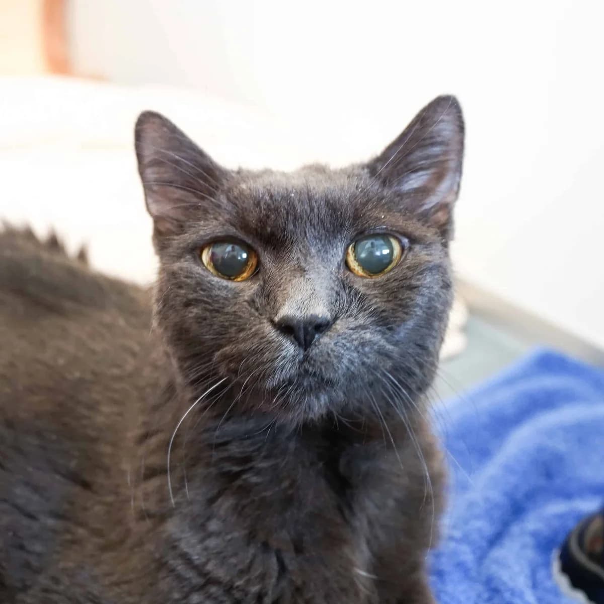 Bettina, female British Shorthair for adoption at TierQuarTier Wien, Vienna