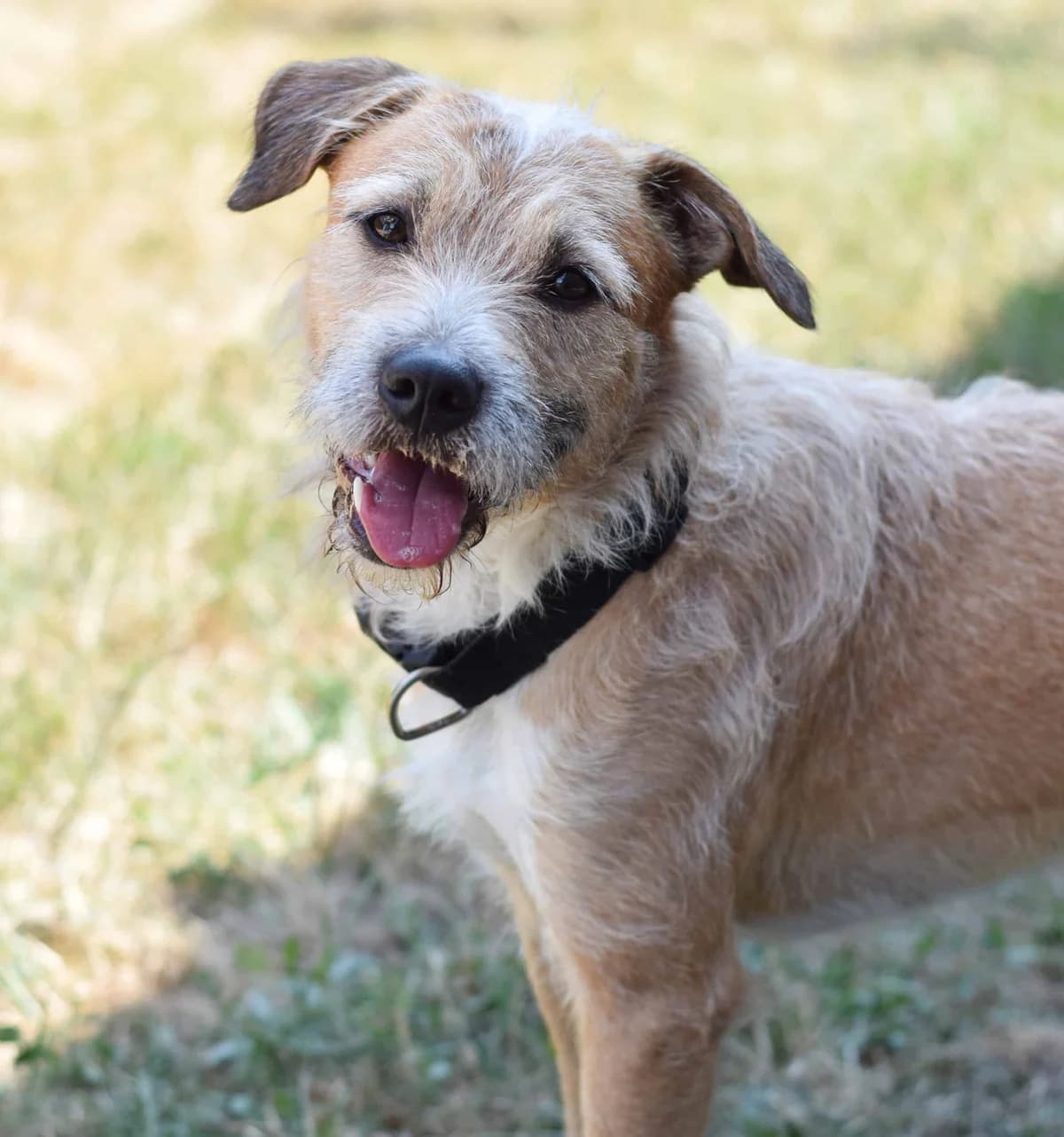 Biggie, male Mixed Breed for adoption at TierQuarTier Wien, Vienna