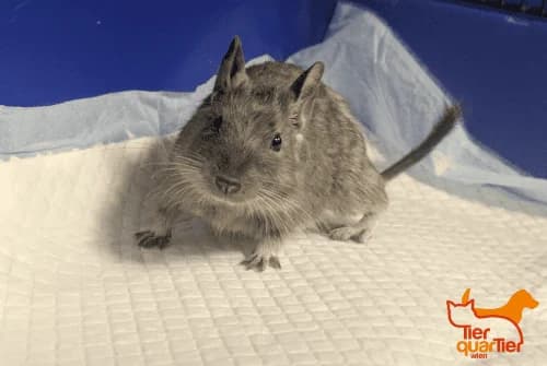 Billibald (und Pinky), Mixed Breed for adoption at TierQuarTier Wien, Vienna