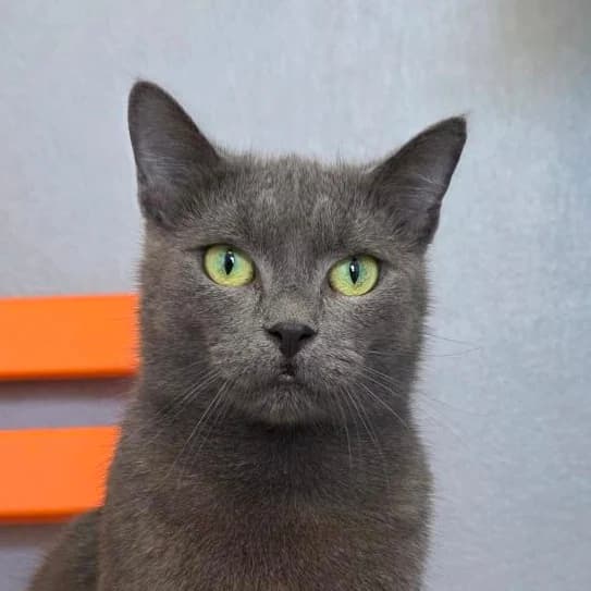 Birdy, female British Shorthair for adoption at TierQuarTier Wien, Vienna