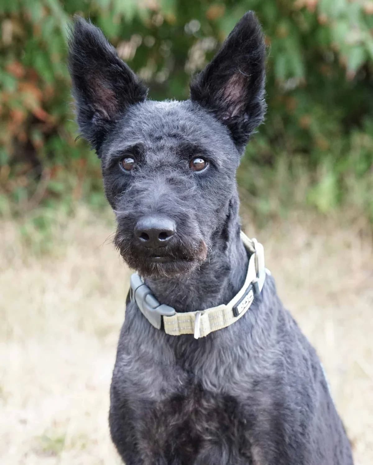 Blacky, male Mixed Breed for adoption at TierQuarTier Wien, Vienna