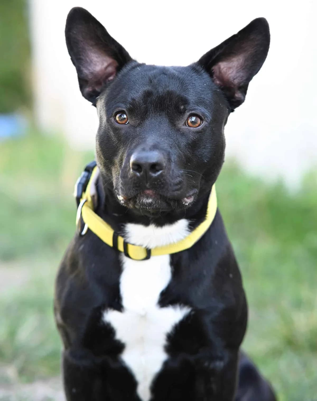 Bonsai, male Staffordshire Bull Terrier for adoption at TierQuarTier Wien, Vienna