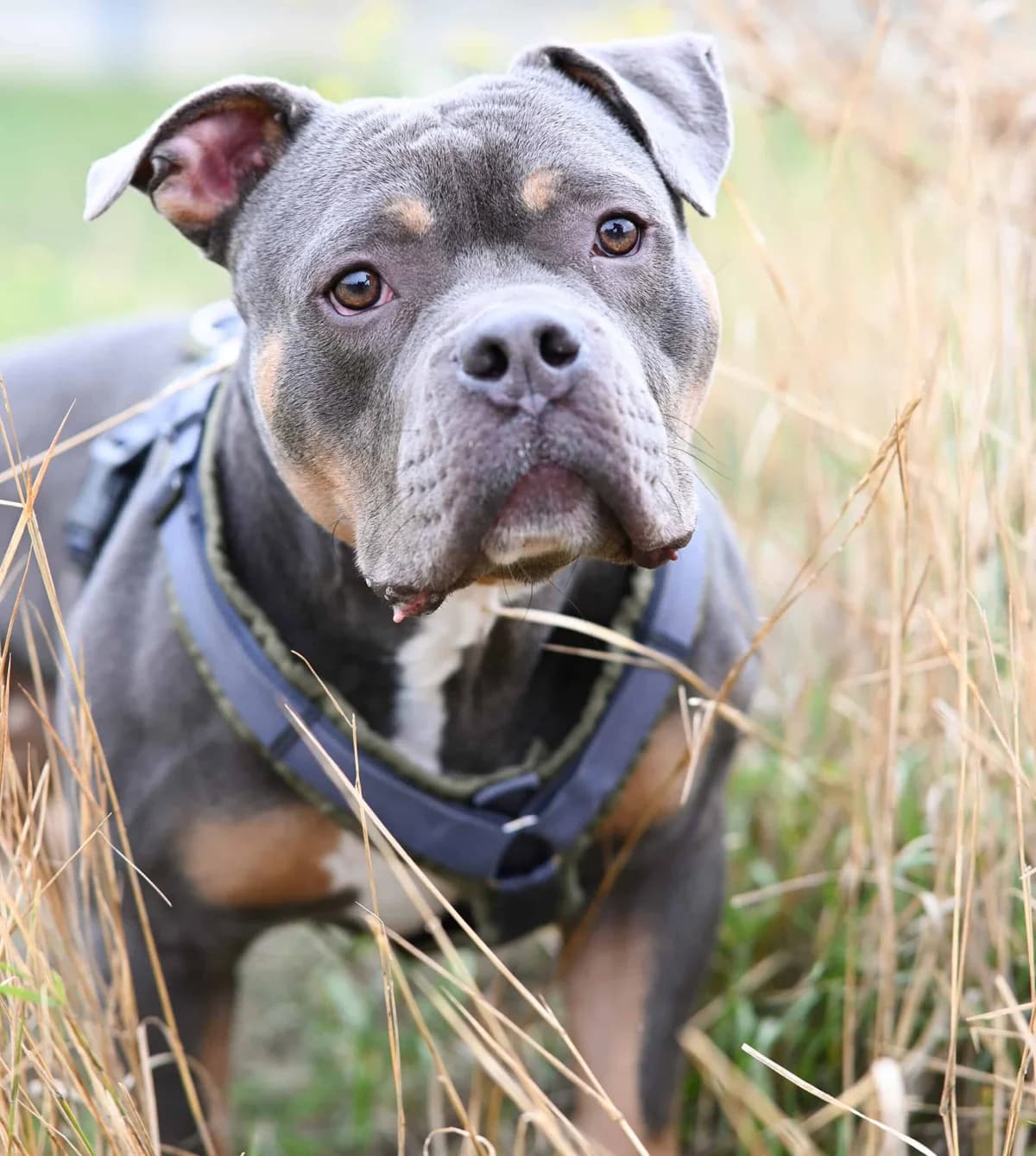 Bou, male Staffordshire Bull Terrier for adoption at TierQuarTier Wien, Vienna