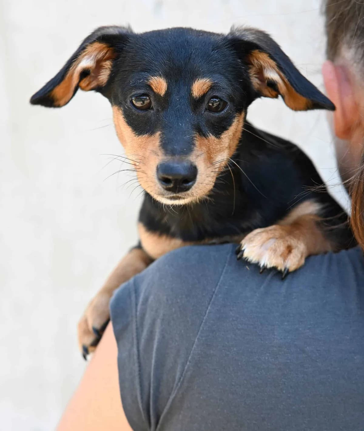 Bounty, female Dachshund for adoption at TierQuarTier Wien, Vienna