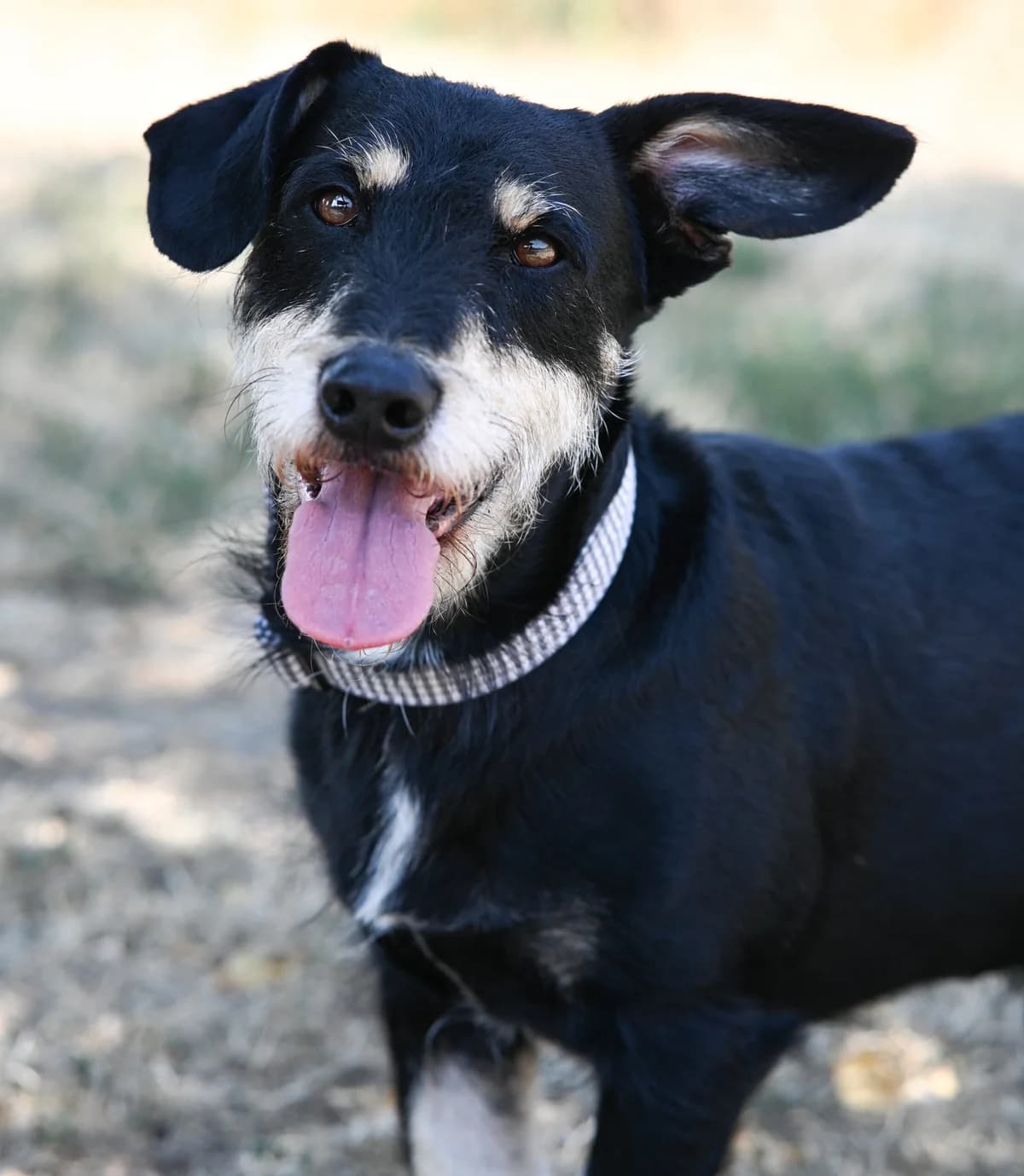 Bugs Bunny, male Dachshund for adoption at TierQuarTier Wien, Vienna