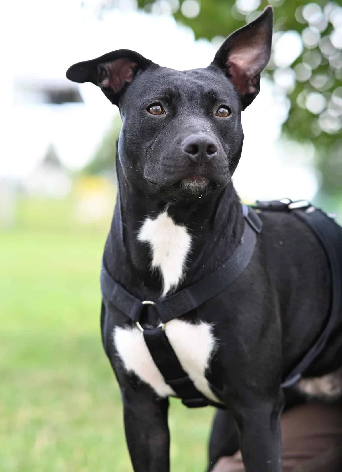 Calida, female Staffordshire Bull Terrier for adoption at TierQuarTier Wien, Vienna