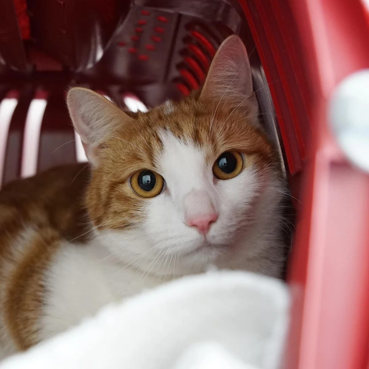 Cornelius, male mixed breed for adoption at TierQuarTier Wien, Vienna