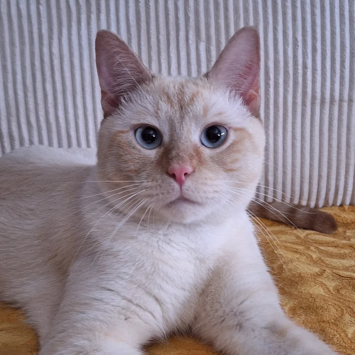 Cosmo (und Hermes), male mixed breed for adoption at TierQuarTier Wien, Vienna