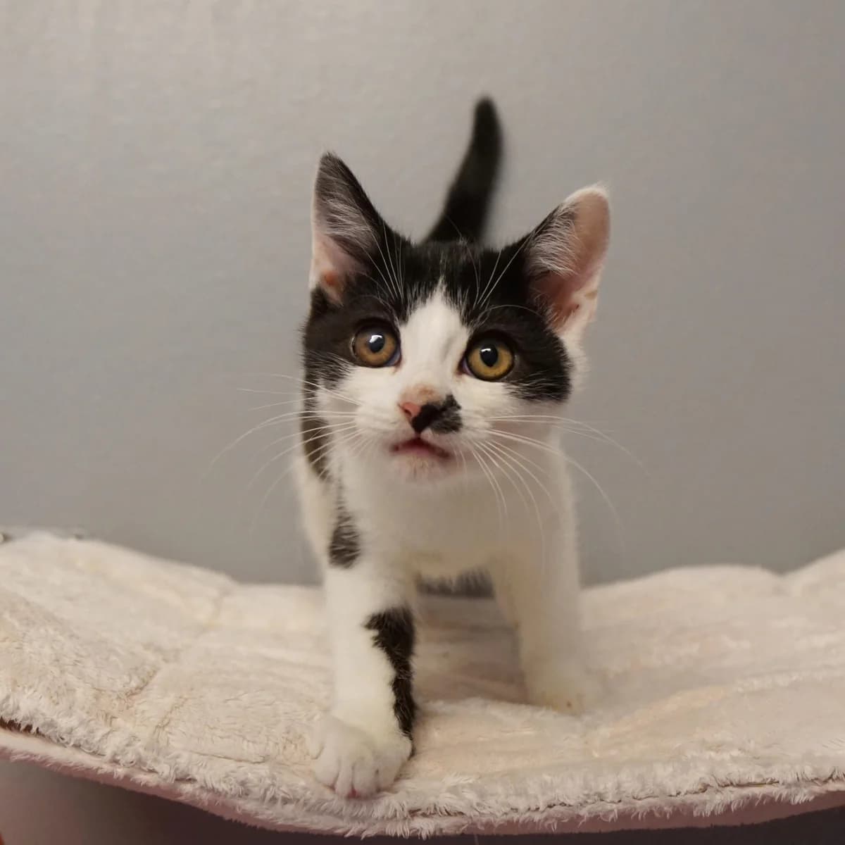 Cumari (und Serrano), male mixed breed for adoption at TierQuarTier Wien, Vienna