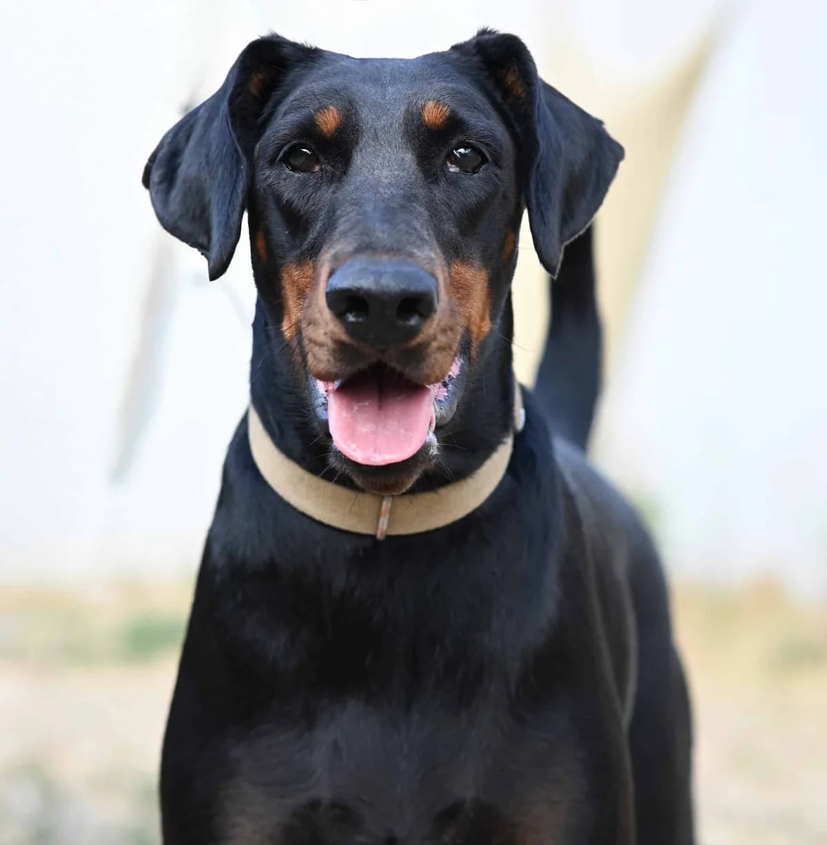 Doja, female Doberman for adoption at TierQuarTier Wien, Vienna