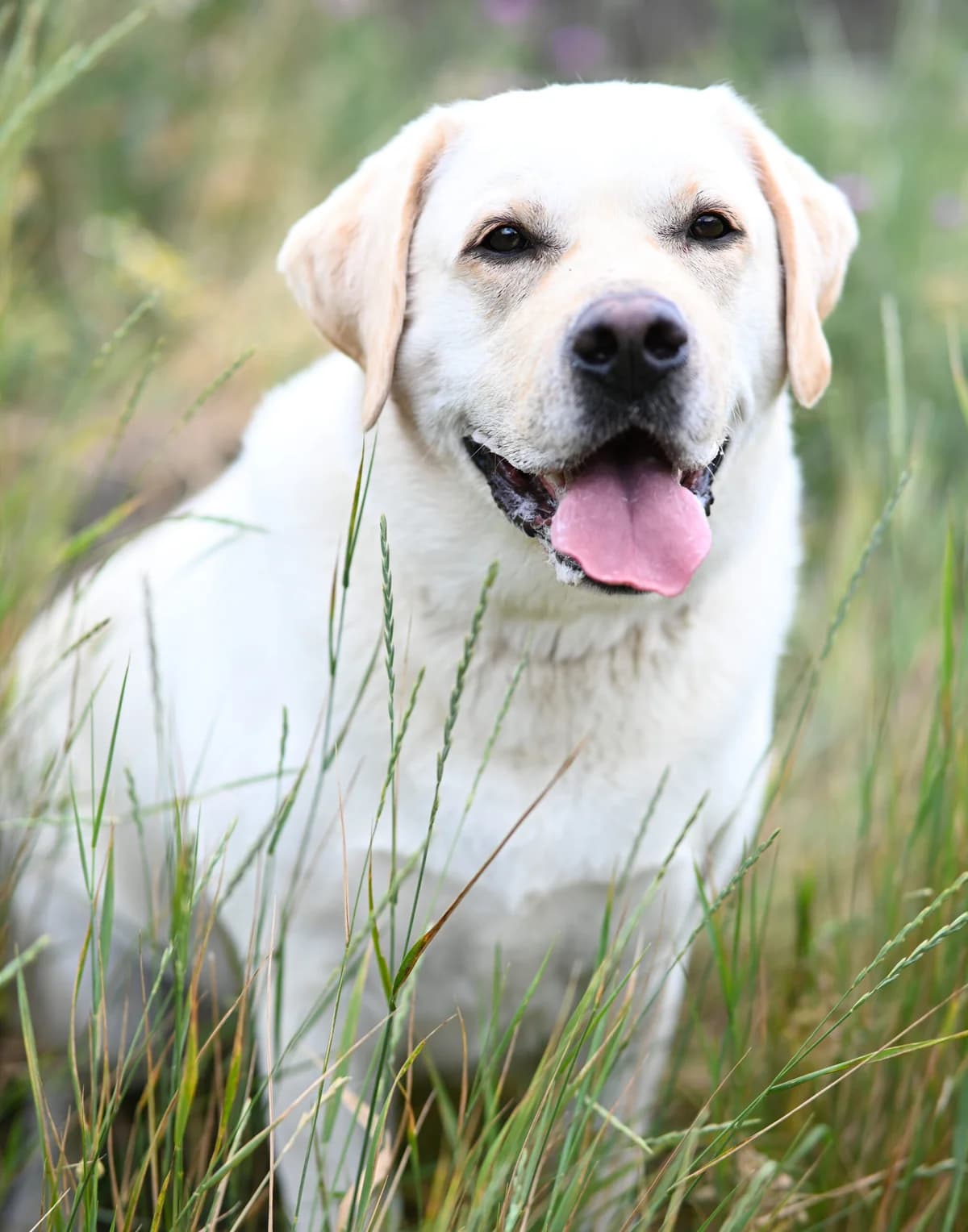 Dostum, male Labrador Retriever for adoption at TierQuarTier Wien, Vienna