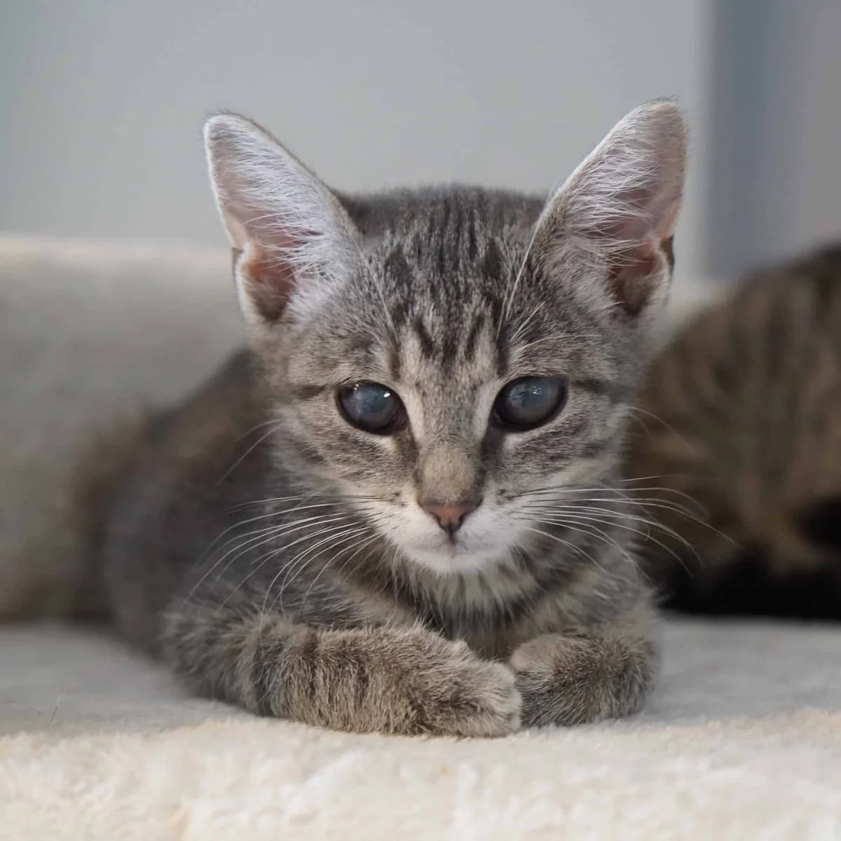 Elfe (und Hexe), female mixed breed for adoption at TierQuarTier Wien, Vienna