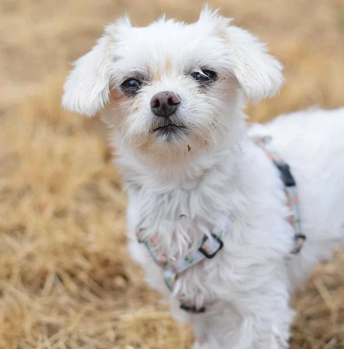 Elody, female Maltese for adoption at TierQuarTier Wien, Vienna