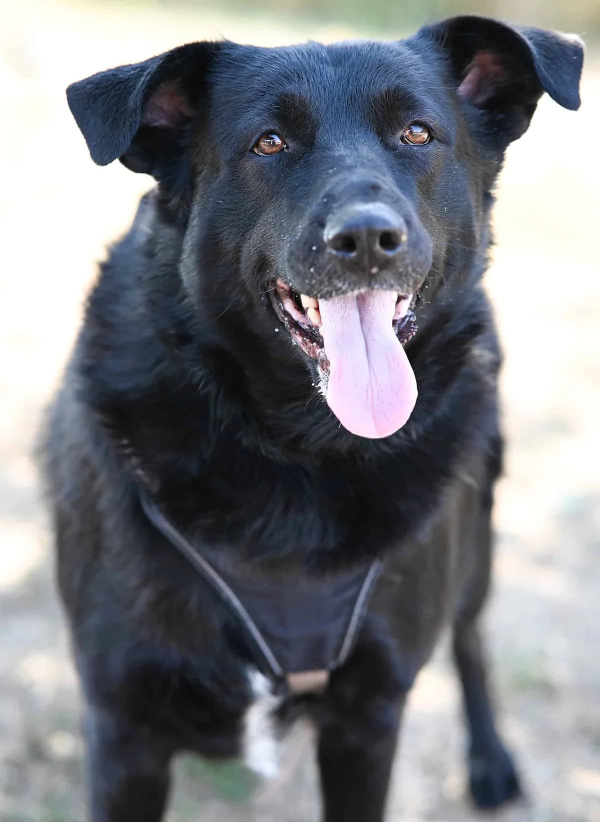 Elsa, female Mixed Breed for adoption at TierQuarTier Wien, Vienna