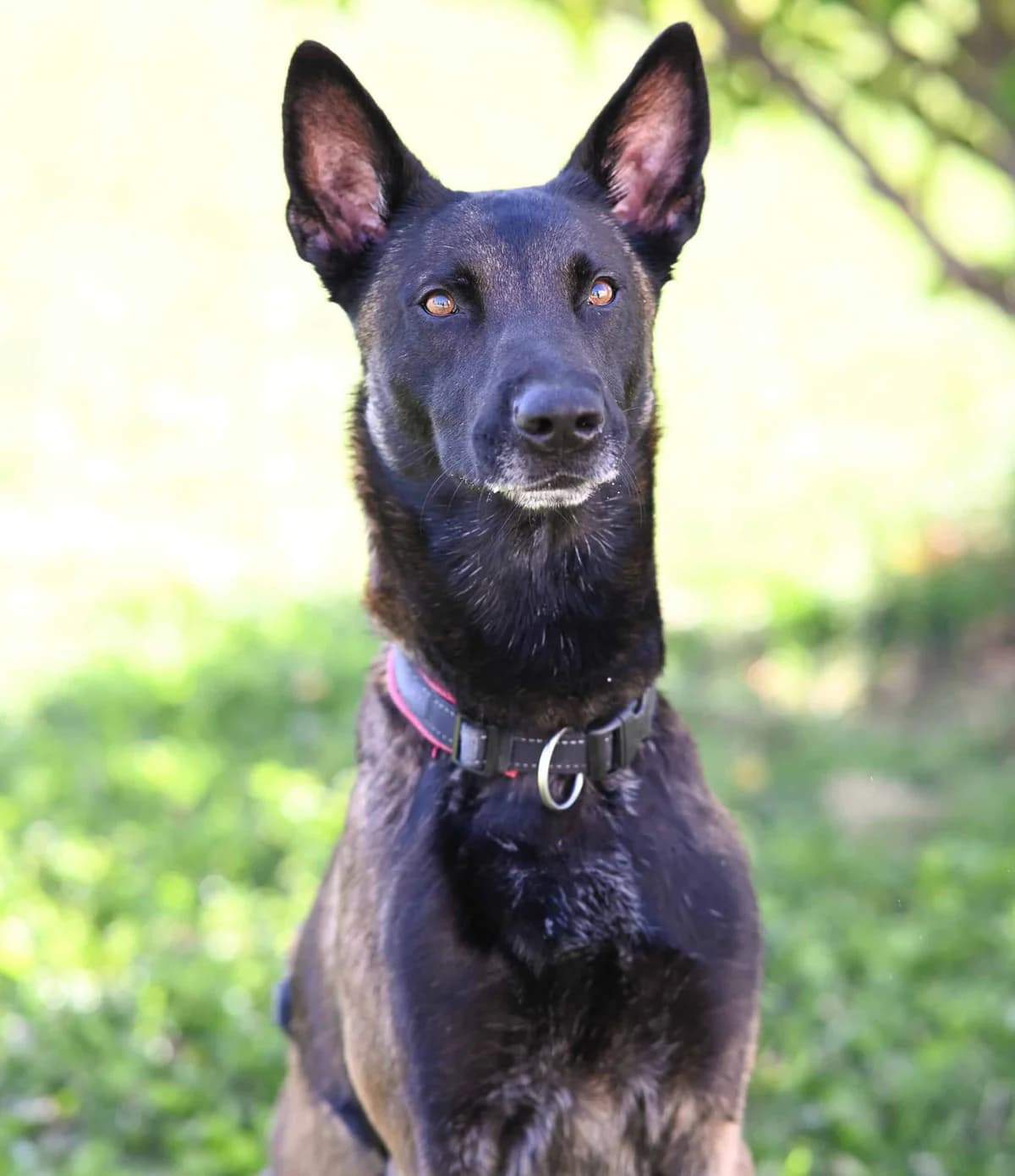 Elu, male Belgian Malinois for adoption at TierQuarTier Wien, Vienna