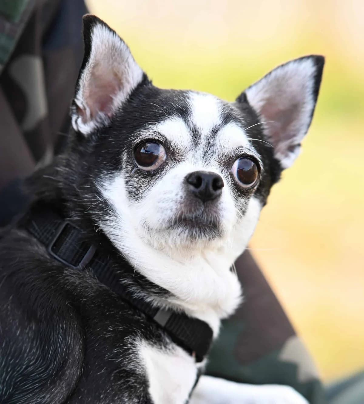 Emma, female Chihuahua for adoption at TierQuarTier Wien, Vienna