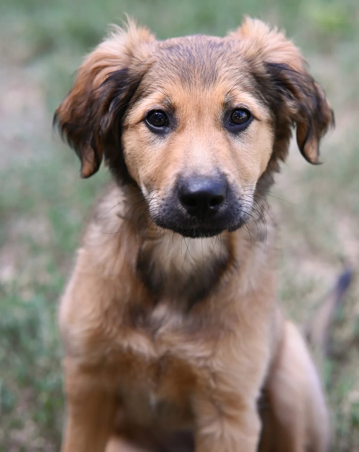 Erbse, female Golden Retriever for adoption at TierQuarTier Wien, Vienna