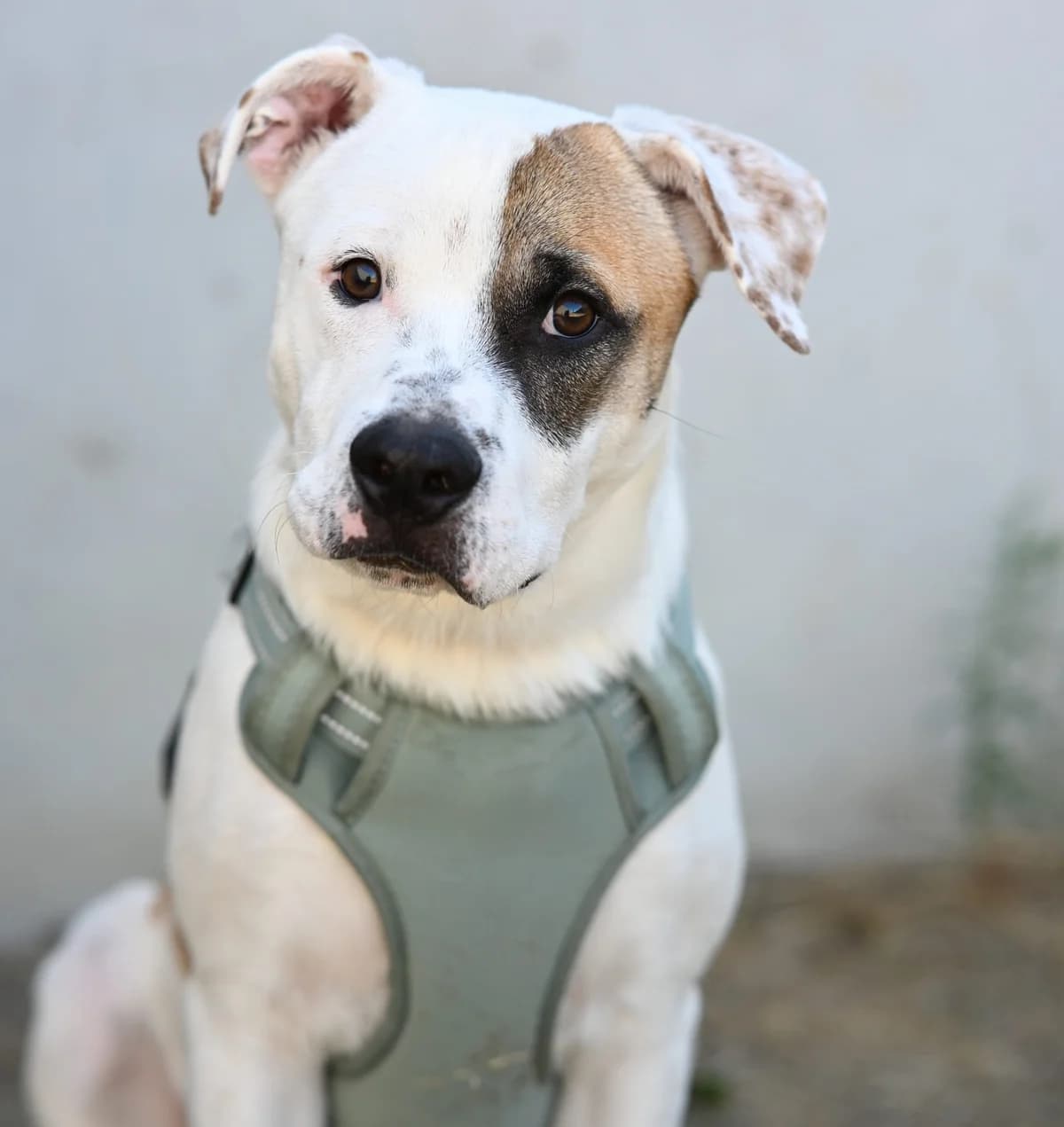 Eugenius, male American Staffordshire Terrier for adoption at TierQuarTier Wien, Vienna