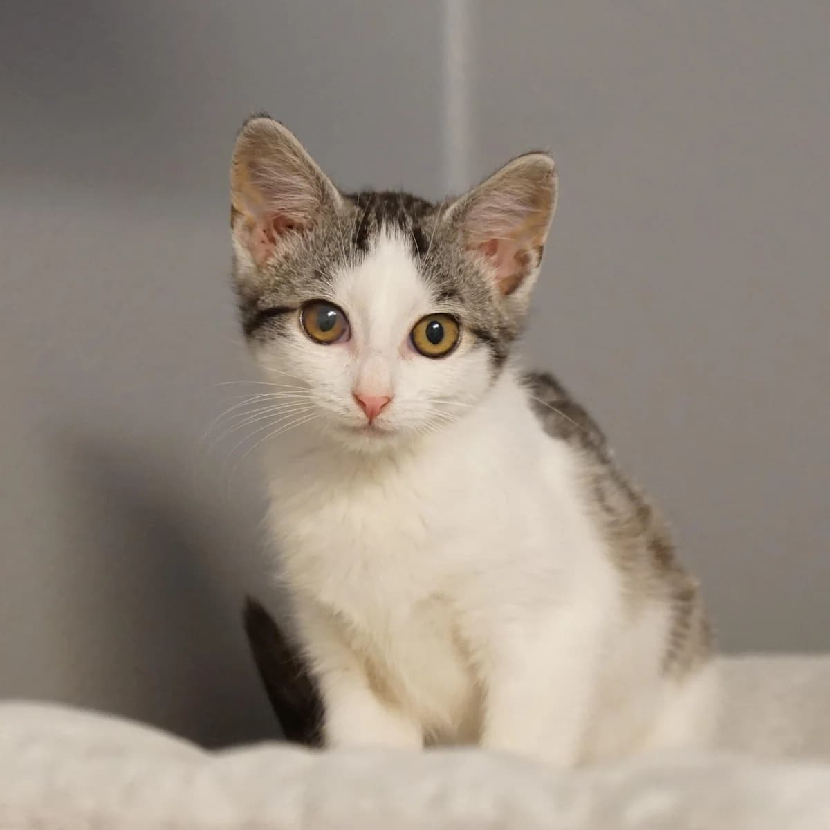 Fatalii (und Savina), female mixed breed for adoption at TierQuarTier Wien, Vienna