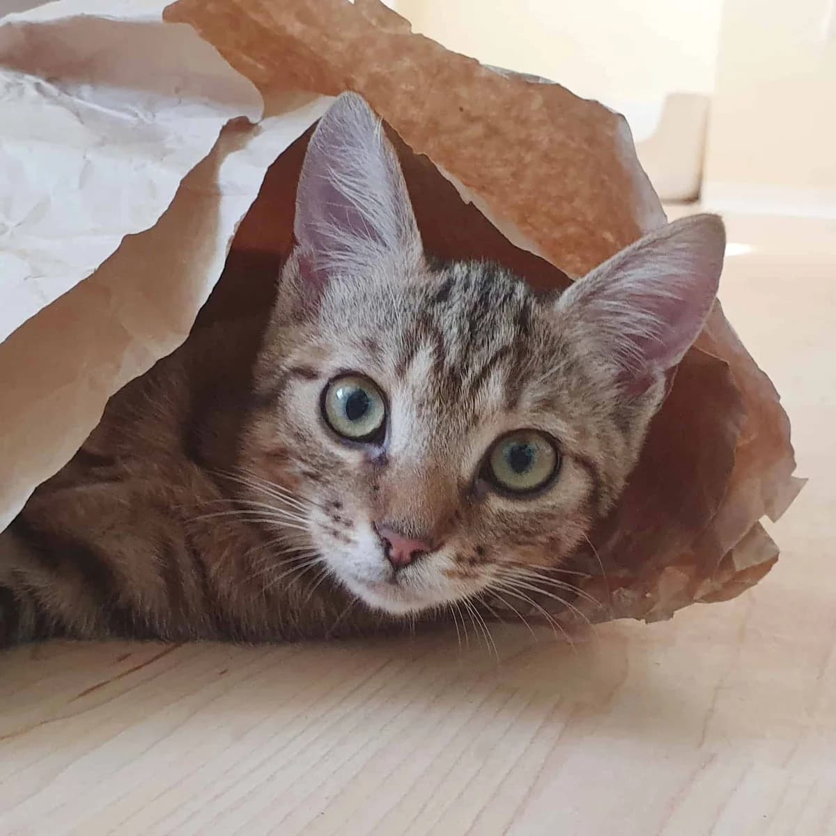Fee (und Linchen), female mixed breed for adoption at TierQuarTier Wien, Vienna