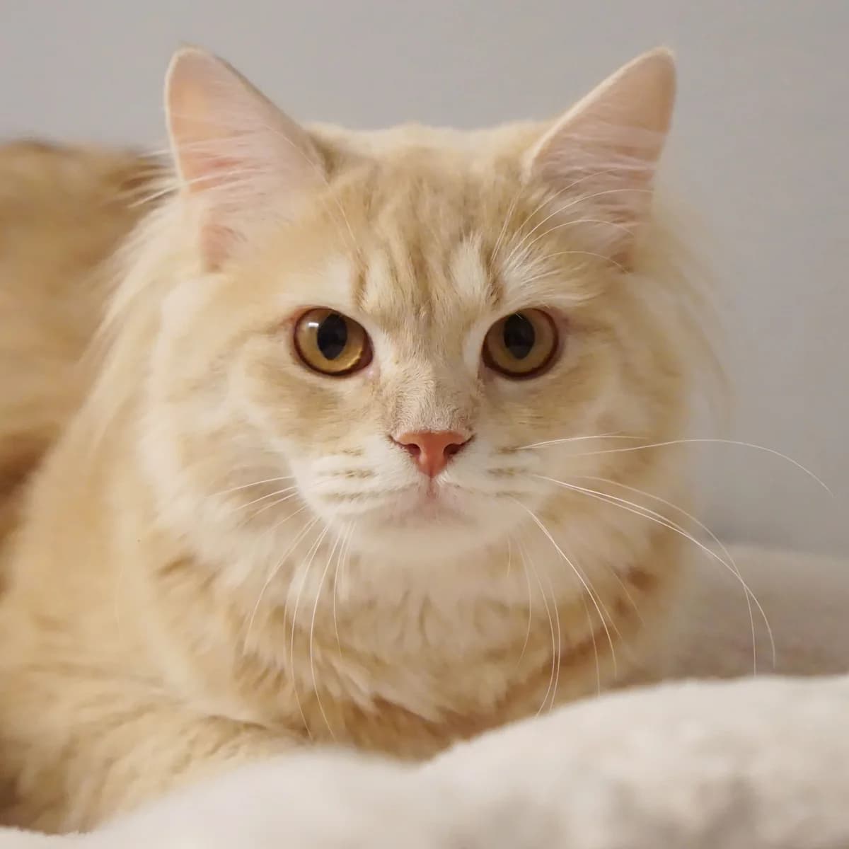 Fenrir (und Nyoko), male mixed breed for adoption at TierQuarTier Wien, Vienna