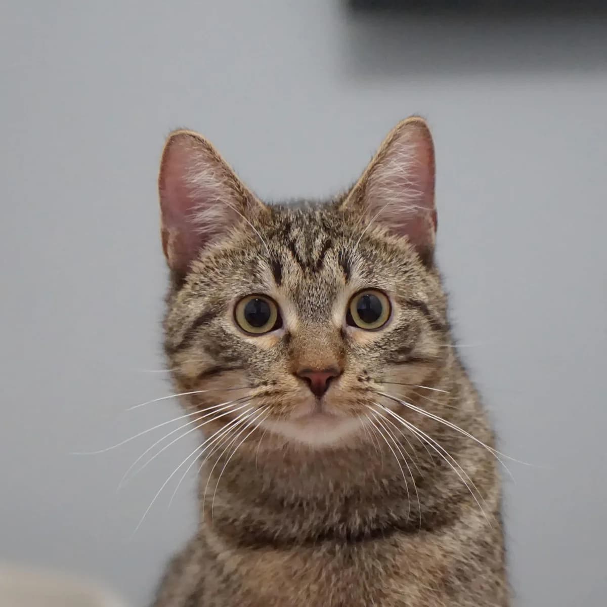 Ferdinand, male mixed breed for adoption at TierQuarTier Wien, Vienna