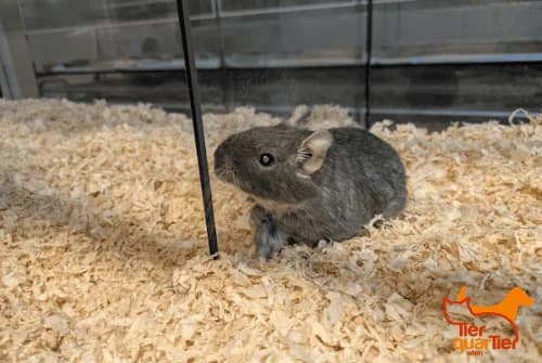 Flick (und Flack), Mixed Breed for adoption at TierQuarTier Wien, Vienna