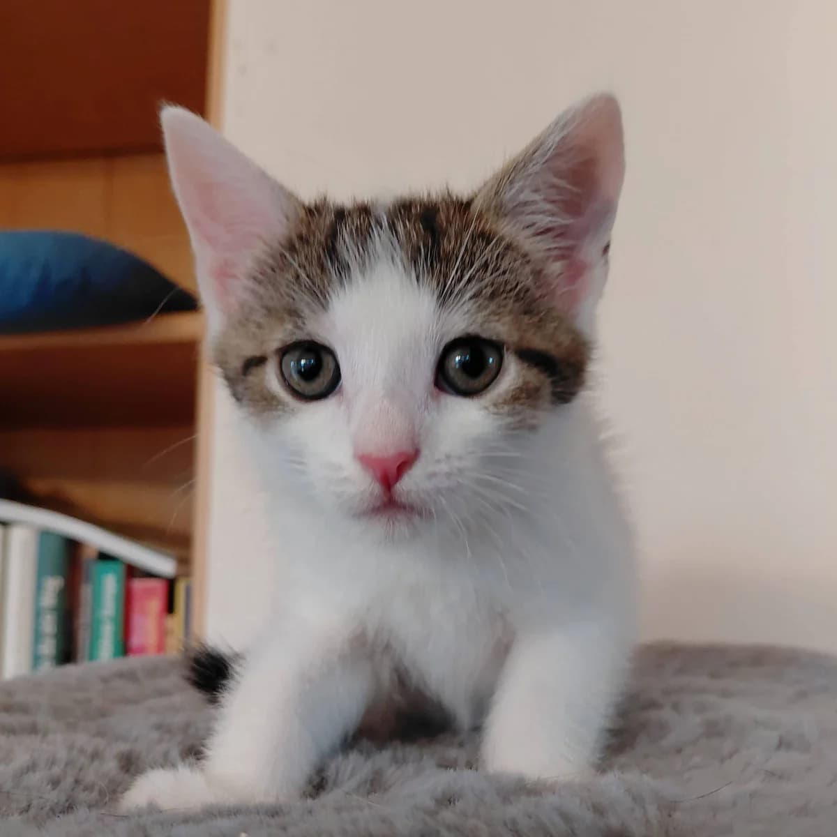 Flo (und Sally), female mixed breed for adoption at TierQuarTier Wien, Vienna