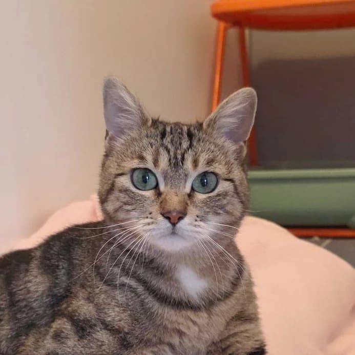 Flora, female mixed breed for adoption at TierQuarTier Wien, Vienna