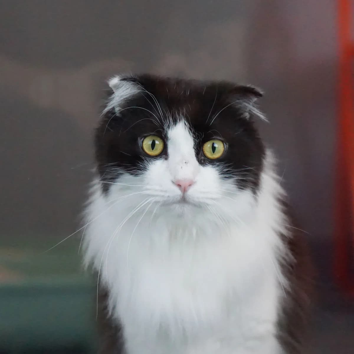 Fred (und Daphne), male Scottish Fold for adoption at TierQuarTier Wien, Vienna
