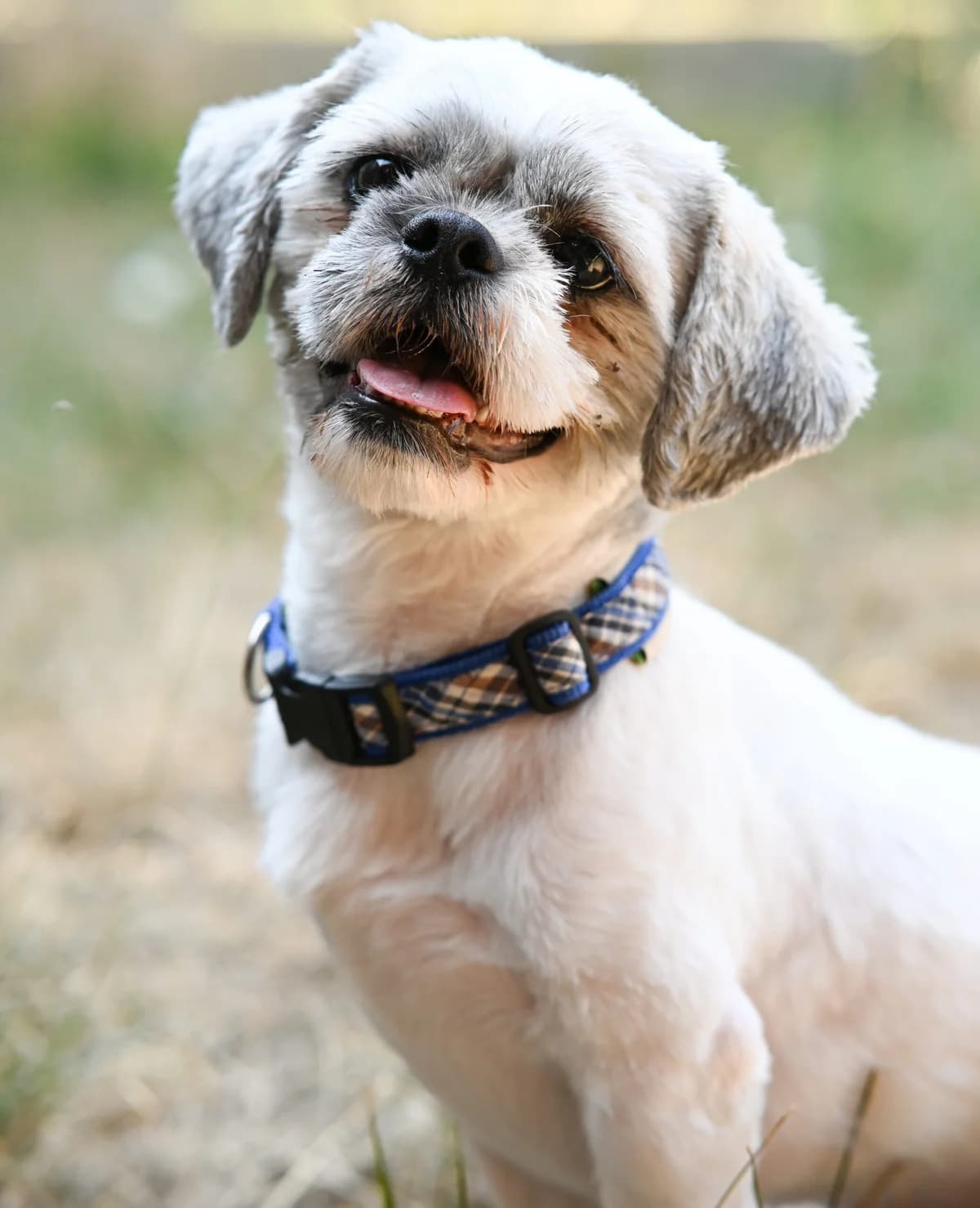 Friedrich, male Shih Tzu for adoption at TierQuarTier Wien, Vienna