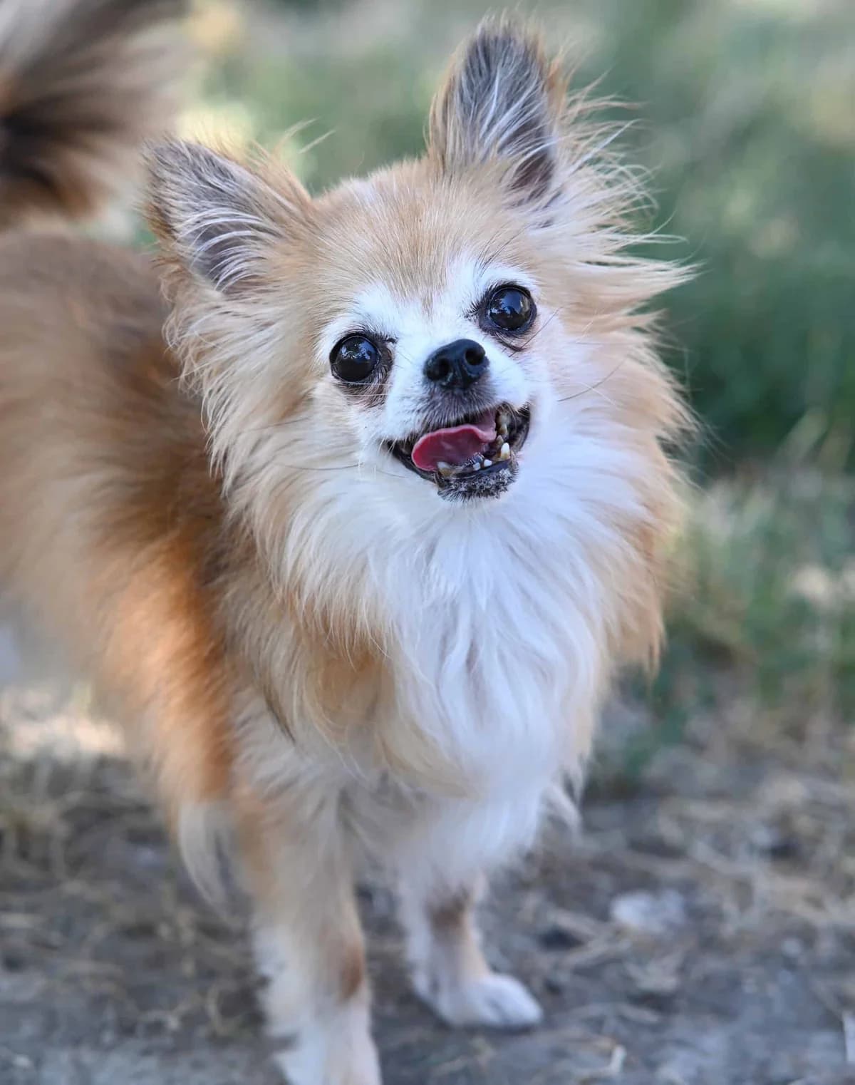 Gin (& Tonic), female Chihuahua for adoption at TierQuarTier Wien, Vienna