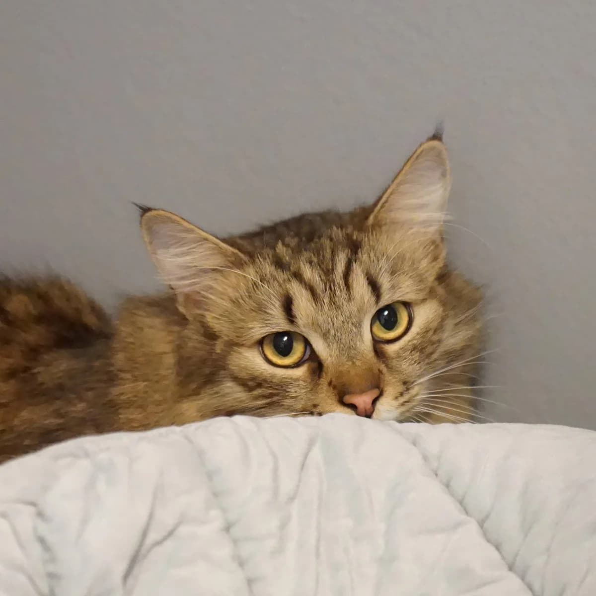 Hans (und Fridolin), male mixed breed for adoption at TierQuarTier Wien, Vienna