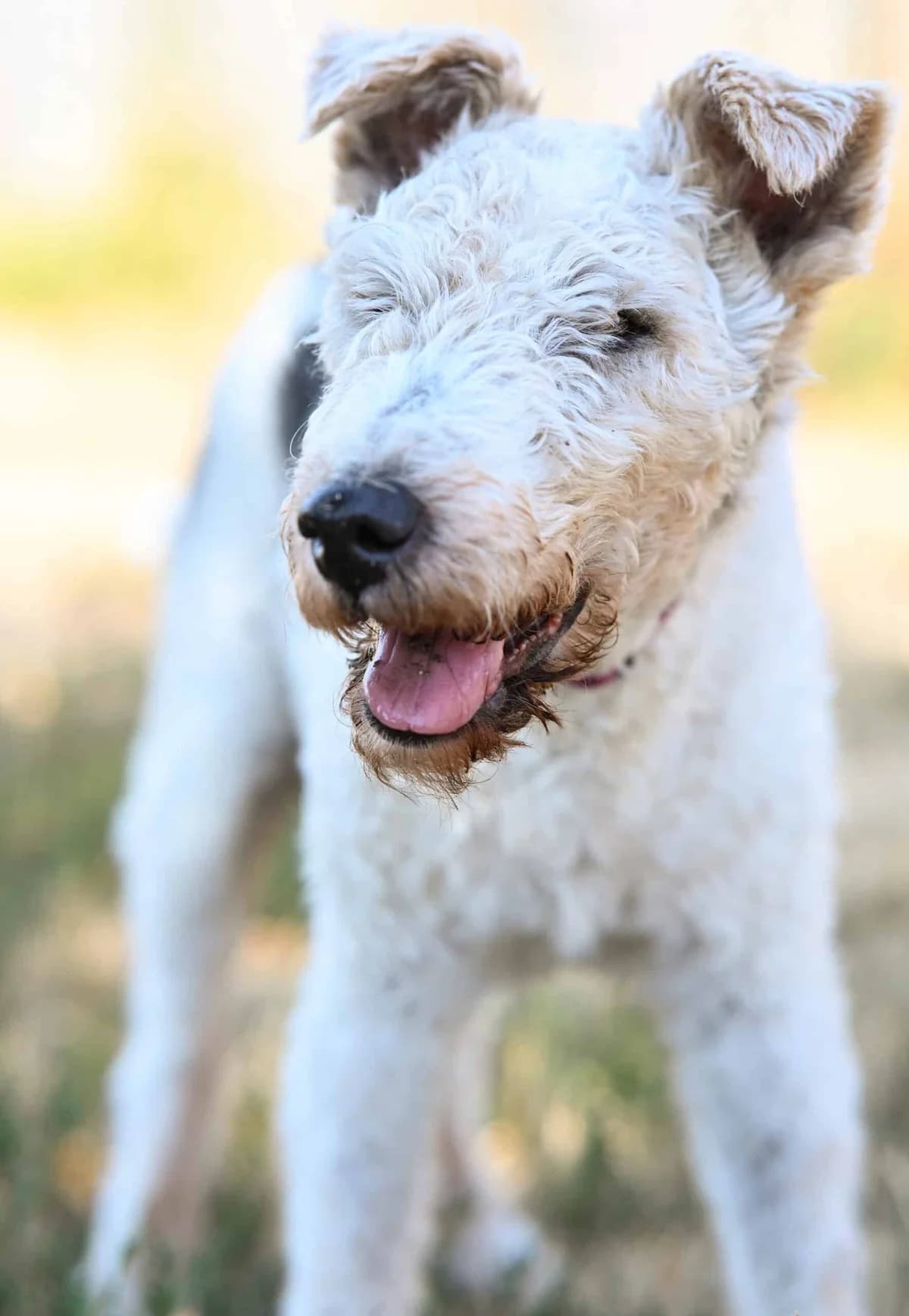 Heinz, male mixed breed for adoption at TierQuarTier Wien, Vienna
