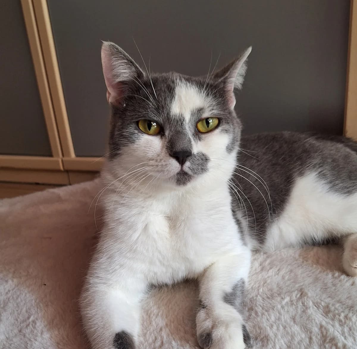 Hermes (und Cosmo), male British Shorthair for adoption at TierQuarTier Wien, Vienna