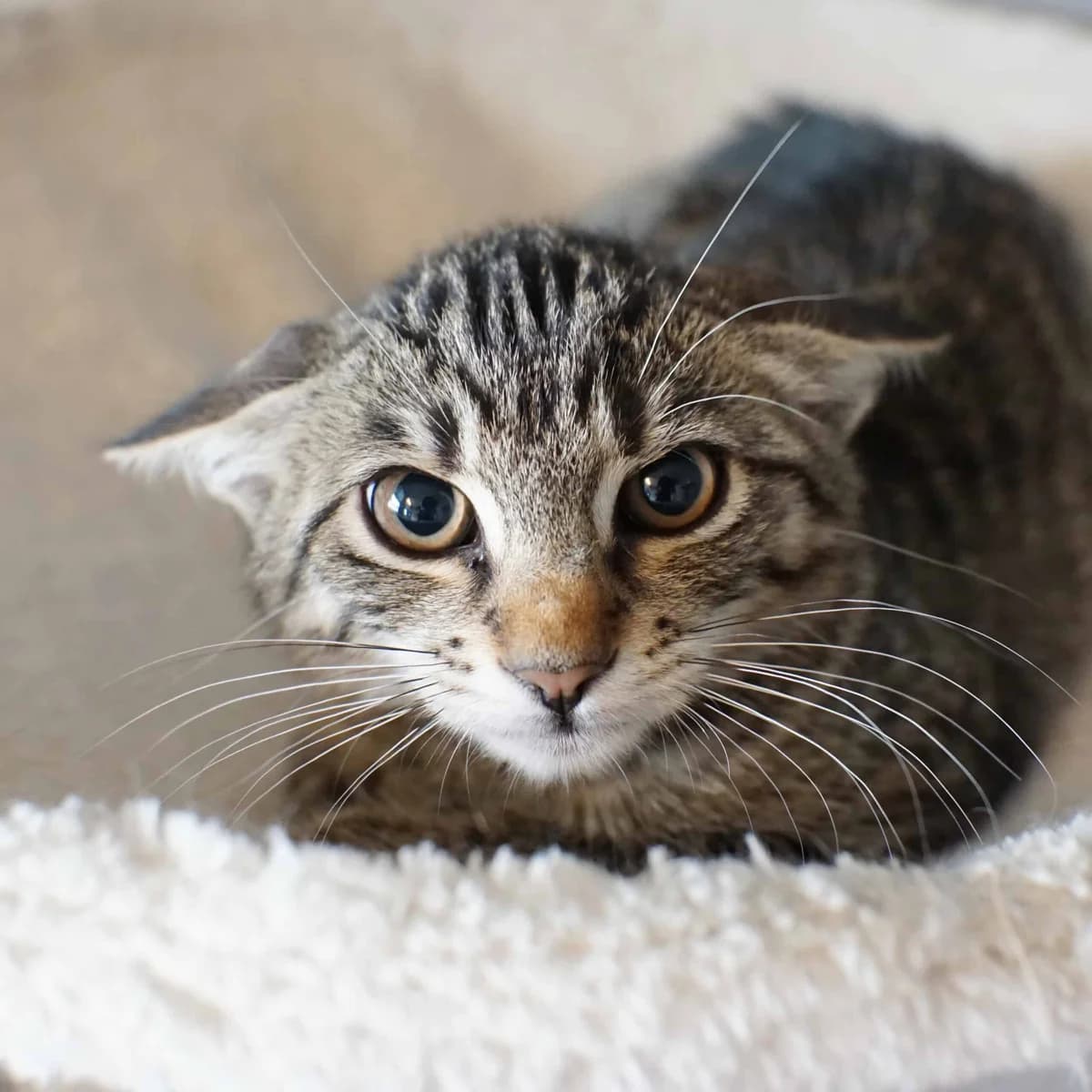 Hexe (und Nixe), female mixed breed for adoption at TierQuarTier Wien, Vienna