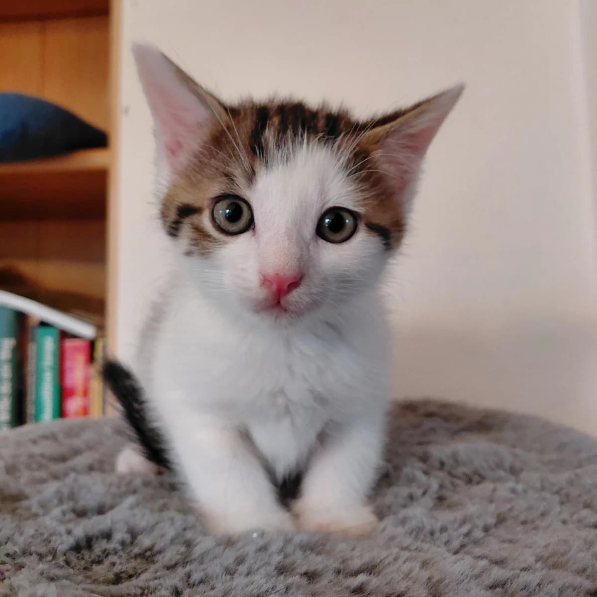 Hook (und Lightning), male mixed breed for adoption at TierQuarTier Wien, Vienna