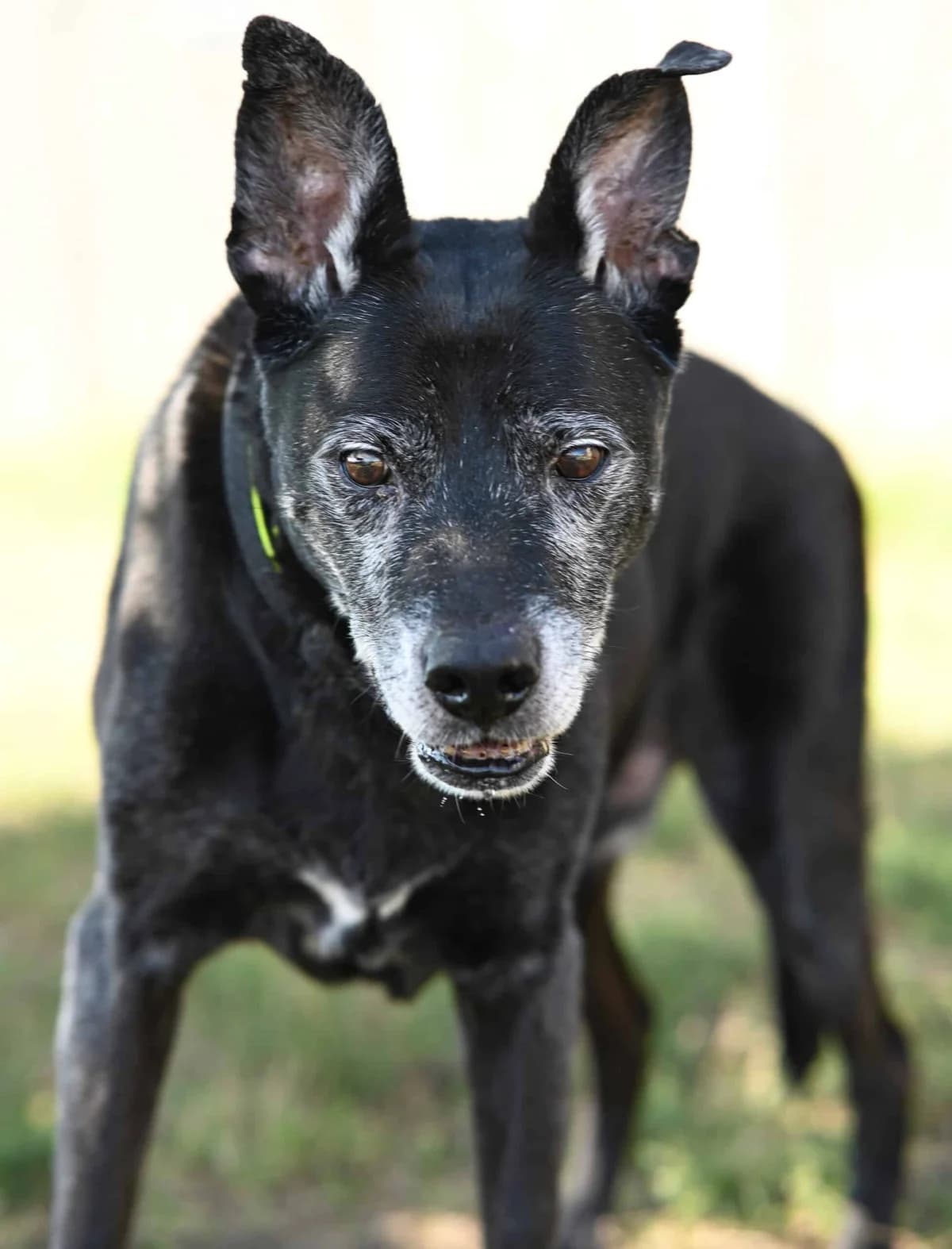 Jack, male Mixed Breed for adoption at TierQuarTier Wien, Vienna
