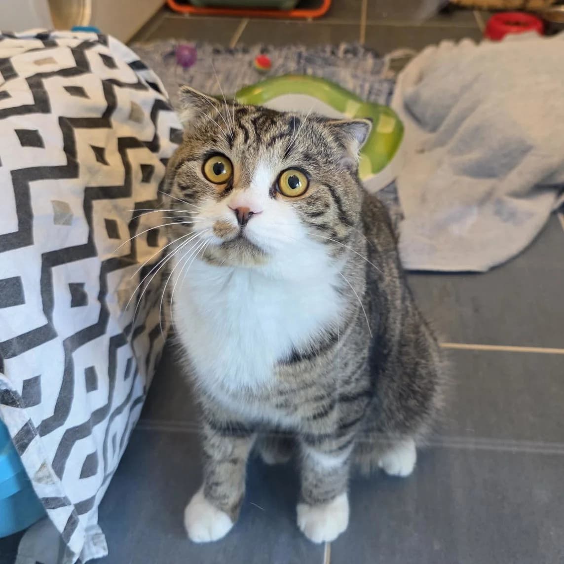 Jason, male Scottish Fold for adoption at TierQuarTier Wien, Vienna