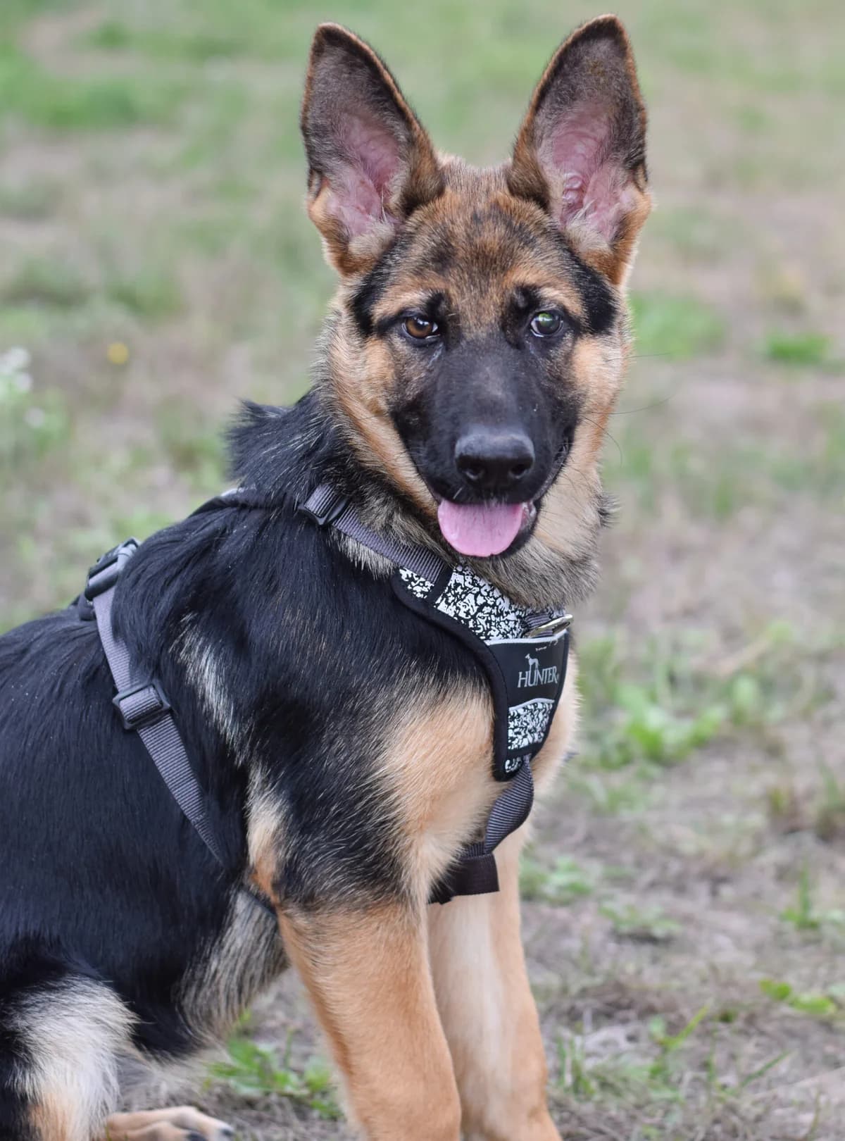 Junia, female German Shepherd for adoption at TierQuarTier Wien, Vienna