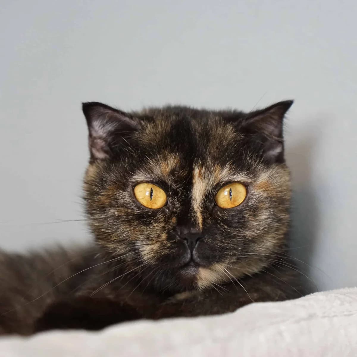 Kelly (und Poe), female Scottish Fold for adoption at TierQuarTier Wien, Vienna