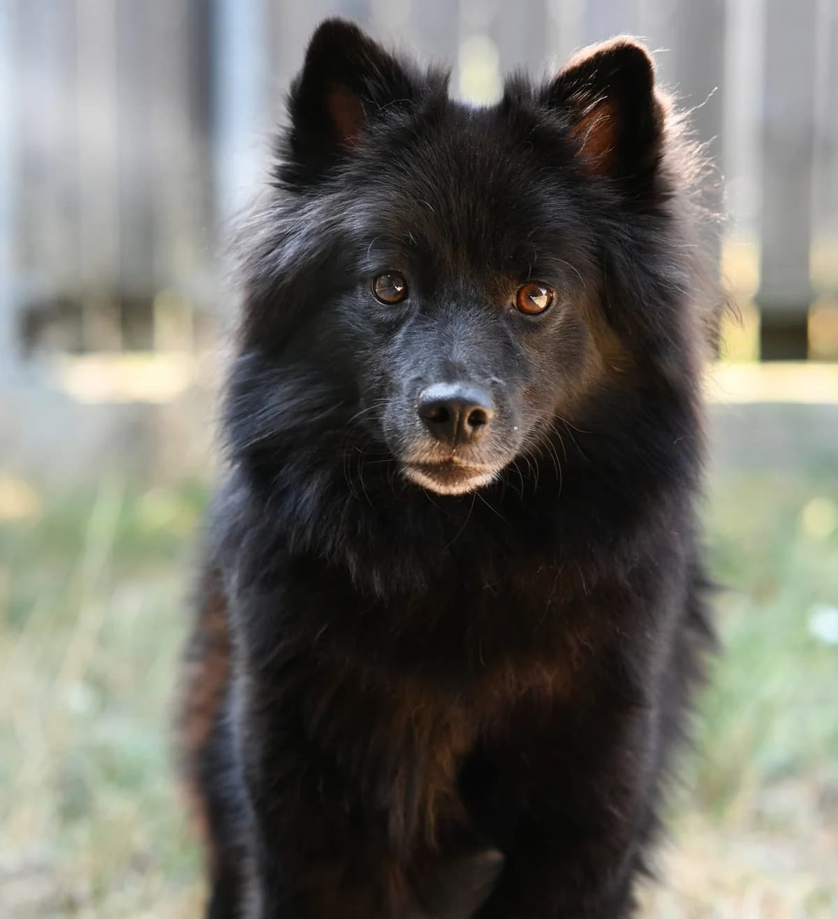 Kiss, female mixed breed for adoption at TierQuarTier Wien, Vienna