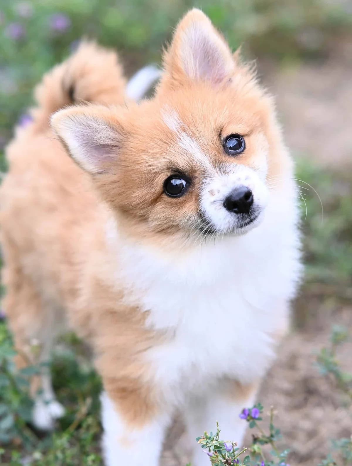 Kitsune, male Mixed Breed for adoption at TierQuarTier Wien, Vienna