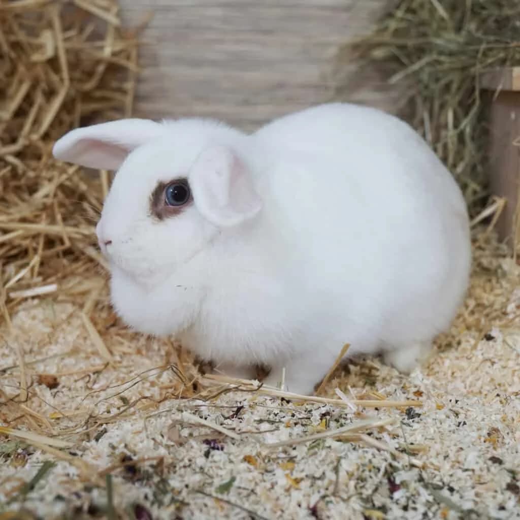 Klothilde (und Nobby), Mixed Breed for adoption at TierQuarTier Wien, Vienna