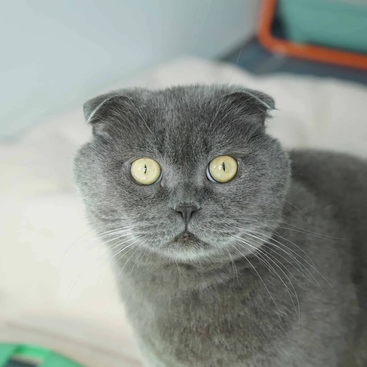 Kosho, male Scottish Fold for adoption at TierQuarTier Wien, Vienna