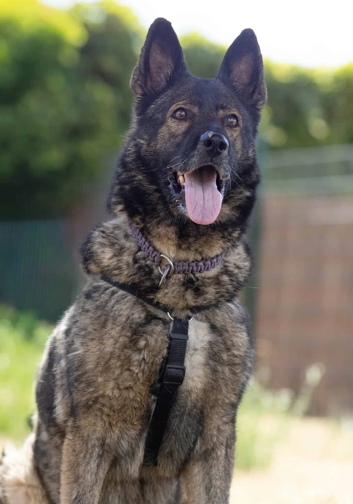 Kosmo, male German Shepherd for adoption at TierQuarTier Wien, Vienna